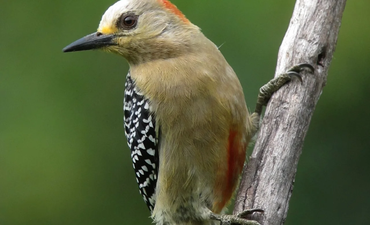 Red-crowned woodpecker in Colombia