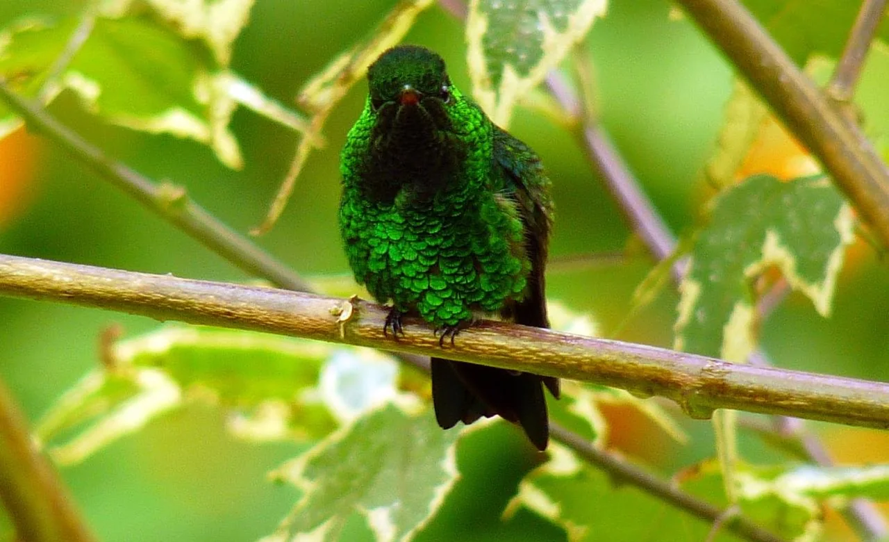 Hummingbird among tropical vegetation