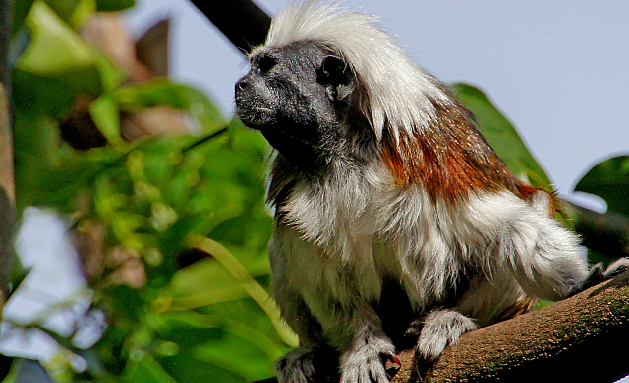 Cotton-top tamarin in tropical forest