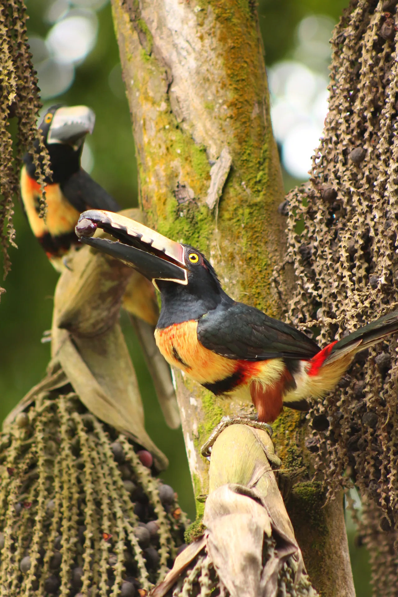 Aracari toucans near Melo Capurgana