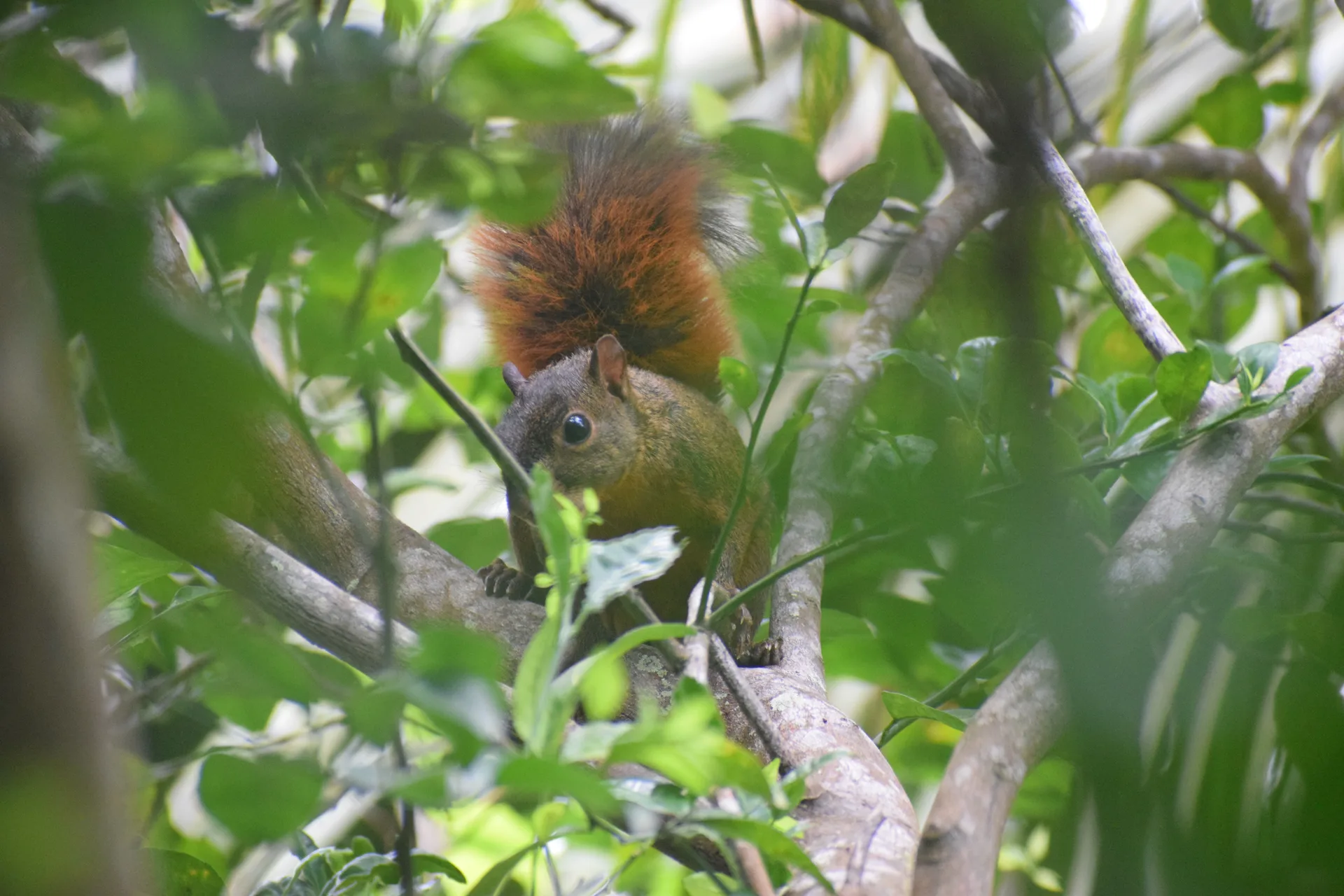 Naturaleza del Caribe escondido