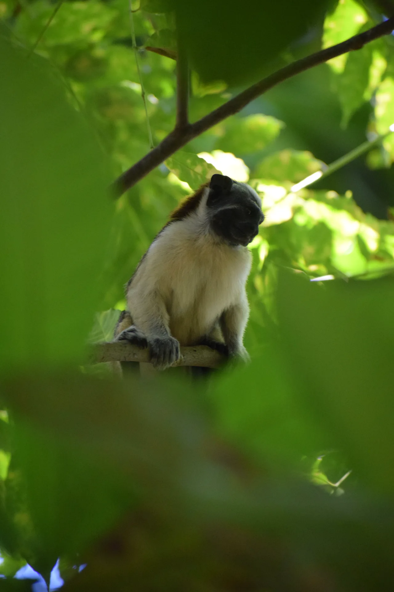 Naturaleza del Caribe escondido