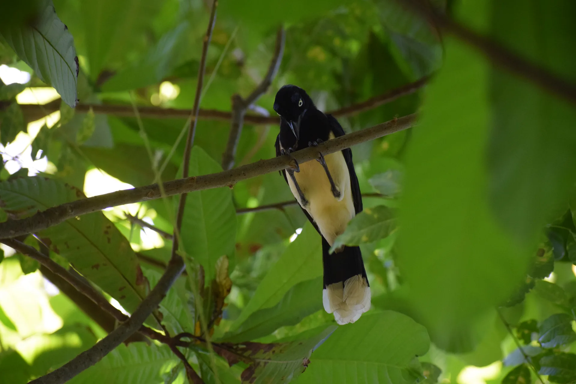 Naturaleza del Caribe escondido
