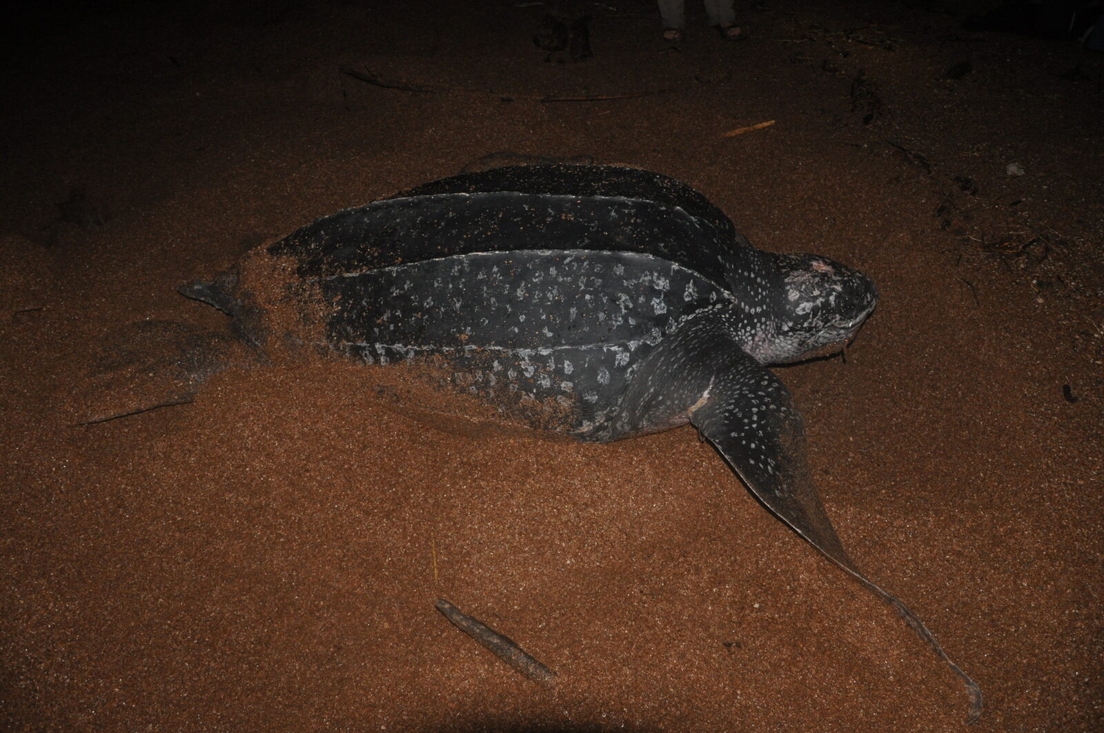 Tortugas caná y carey: el desove que convierte a Acandí en santuario